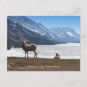 Bighorn Sheep Briefkaart