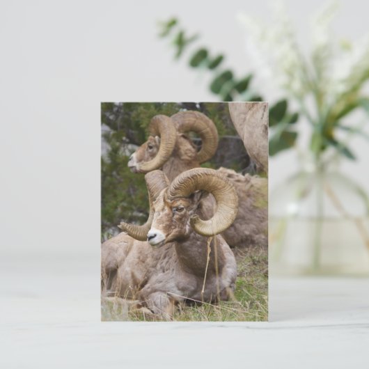 Bighorn Sheep Briefkaart (Staand voorkant)