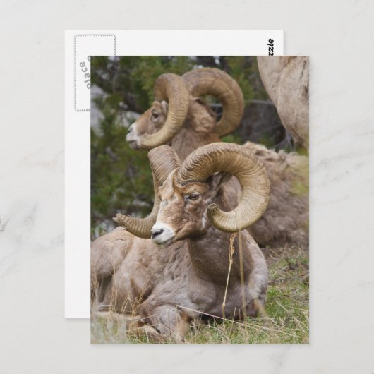 Bighorn Sheep Briefkaart (Voorkant / Achterkant)