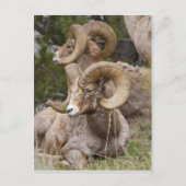 Bighorn Sheep Briefkaart (Voorkant)