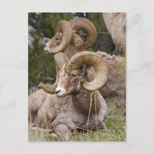 Bighorn Sheep Briefkaart (Voorkant)