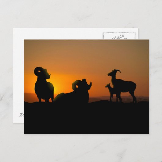 Bighorn Sheep Briefkaart (Voorkant / Achterkant)