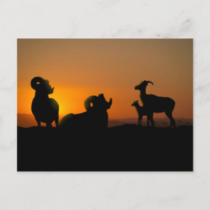 Bighorn Sheep Briefkaart
