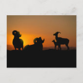 Bighorn Sheep Briefkaart (Voorkant)