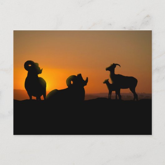 Bighorn Sheep Briefkaart (Voorkant)