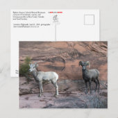 Bighorn Sheep Briefkaart (Voorkant / Achterkant)
