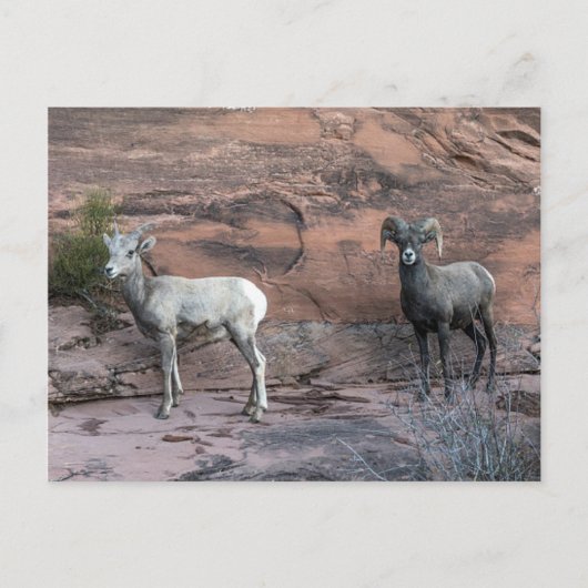 Bighorn Sheep Briefkaart (Voorkant)