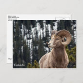 Bighorn Sheep - Canada Briefkaart (Voorkant / Achterkant)