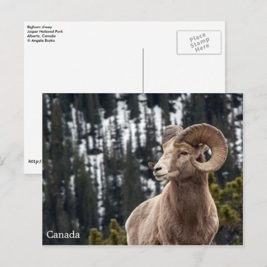 Bighorn Sheep - Canada Briefkaart (Voorkant / Achterkant)