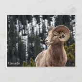 Bighorn Sheep - Canada Briefkaart (Voorkant)