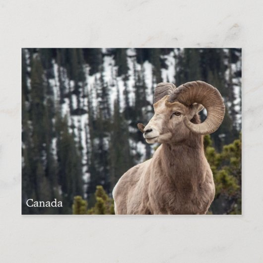 Bighorn Sheep - Canada Briefkaart (Voorkant)