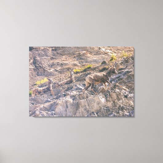 Bighorn Sheep Canvas Afdruk (Voorkant)