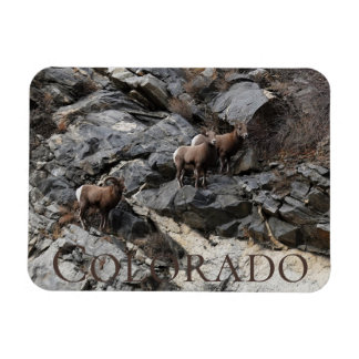 Bighorn Sheep Colorado Souvenir Magneet