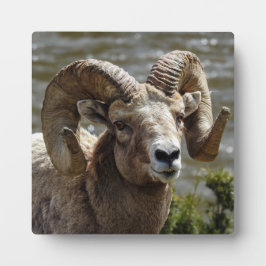 Bighorn Sheep Desktop Plaque Fotoplaat