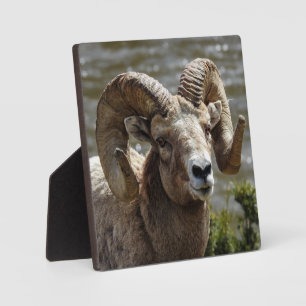 Bighorn Sheep Desktop Plaque Fotoplaat
