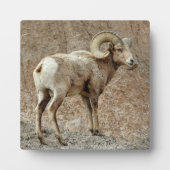 Bighorn Sheep Desktop Plaque Fotoplaat (Voorkant)