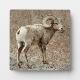 Bighorn Sheep Desktop Plaque Fotoplaat
