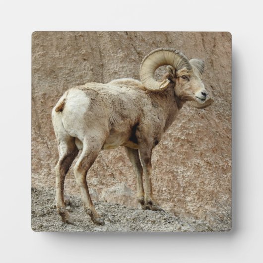 Bighorn Sheep Desktop Plaque Fotoplaat (Voorkant)