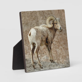 Bighorn Sheep Desktop Plaque Fotoplaat