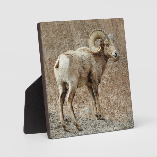 Bighorn Sheep Desktop Plaque Fotoplaat (Voorkant)