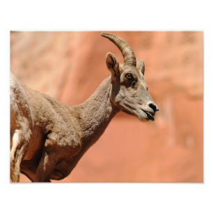 Bighorn Sheep Foto Afdruk
