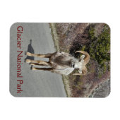Bighorn Sheep Foto Magneet (Horizontaal)