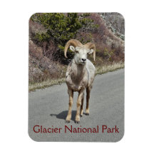 Bighorn Sheep Foto