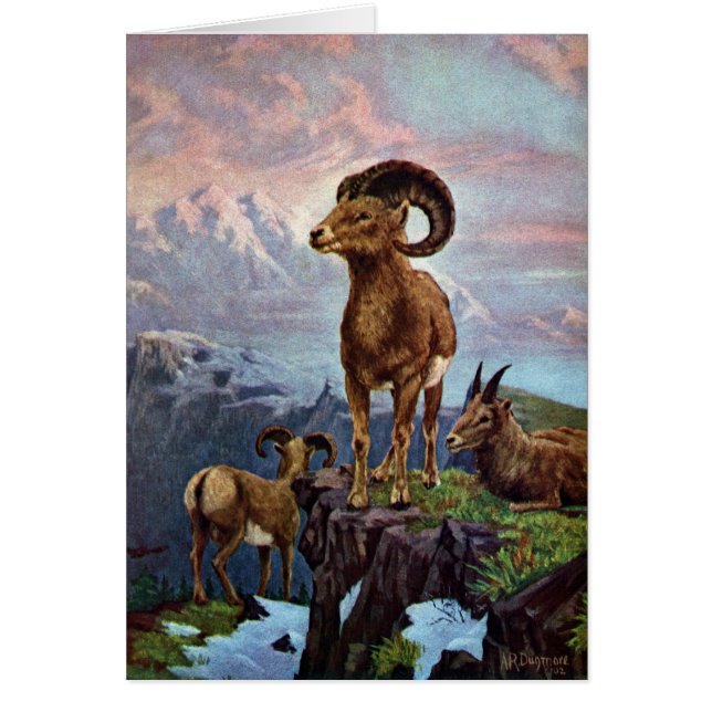 Bighorn Sheep  Illustratie (Voorkant)