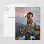 Bighorn Sheep  Illustratie Briefkaart (Voorkant / Achterkant)