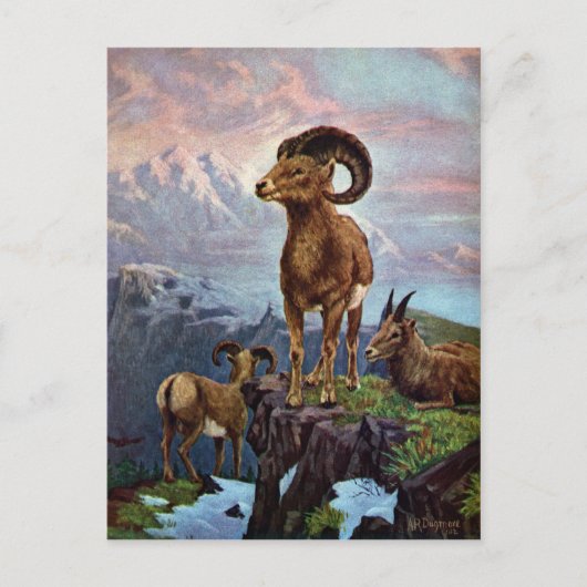 Bighorn Sheep  Illustratie Briefkaart (Voorkant)