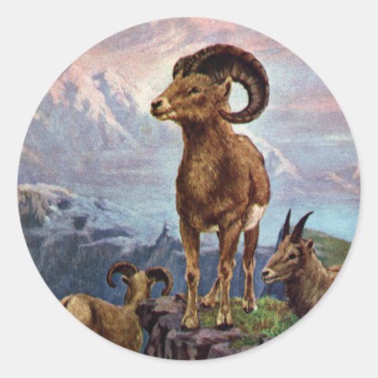 Bighorn Sheep  Illustratie Ronde Sticker (Voorkant)