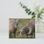 Bighorn sheep in badlands national park briefkaart (Staand voorkant)