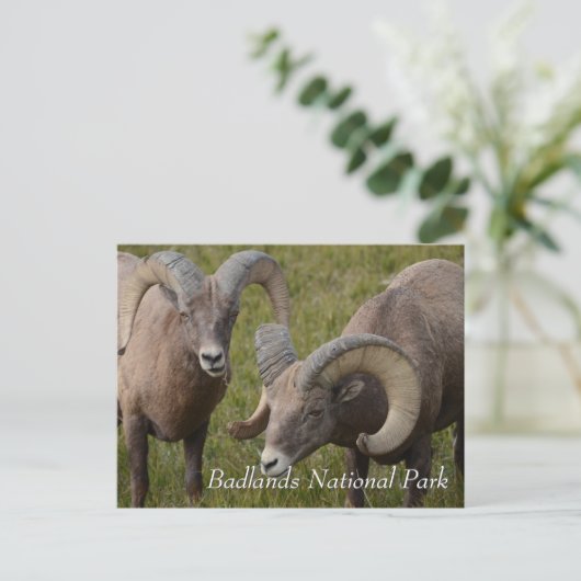 Bighorn sheep in badlands national park briefkaart (Staand voorkant)