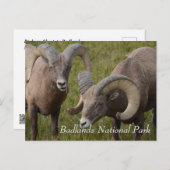 Bighorn sheep in badlands national park briefkaart (Voorkant / Achterkant)