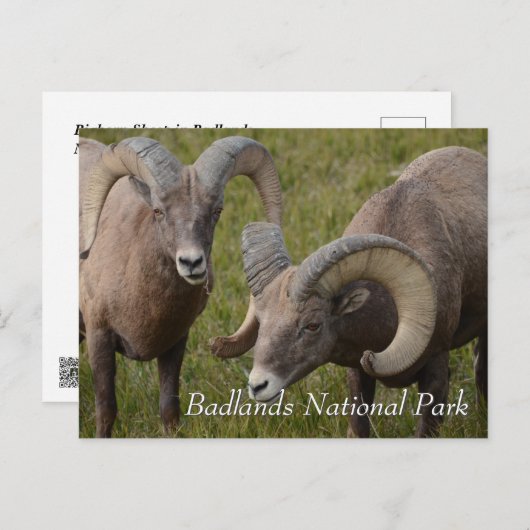 Bighorn sheep in badlands national park briefkaart (Voorkant / Achterkant)