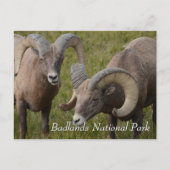 Bighorn sheep in badlands national park briefkaart (Voorkant)