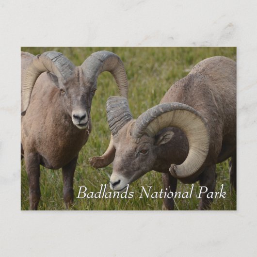 Bighorn sheep in badlands national park briefkaart (Voorkant)