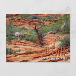 Bighorn Sheep in Zion National Park Briefkaart