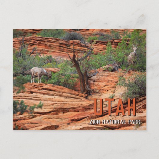 Bighorn Sheep in Zion National Park Briefkaart (Voorkant)