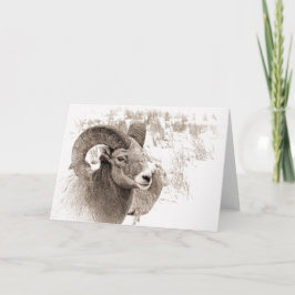BigHorn Sheep Kaart