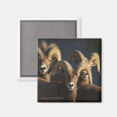 Bighorn Sheep Magneet (Voorkant / Achterkant)