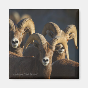 Bighorn Sheep Magneet