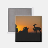 Bighorn Sheep Magneet (Voorkant / Achterkant)