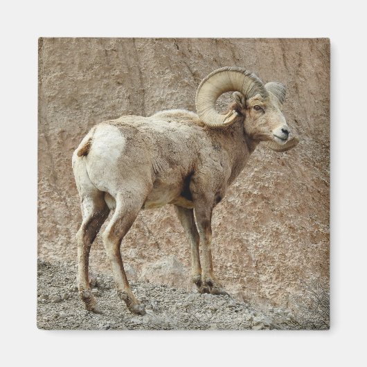 Bighorn Sheep Magnet (Voorkant)