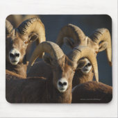 Bighorn Sheep Muismat (Voorkant)