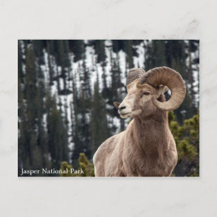 Bighorn Sheep - Nationaal Park Jasper Briefkaart