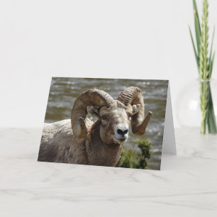 Bighorn Sheep Notecard Kaart