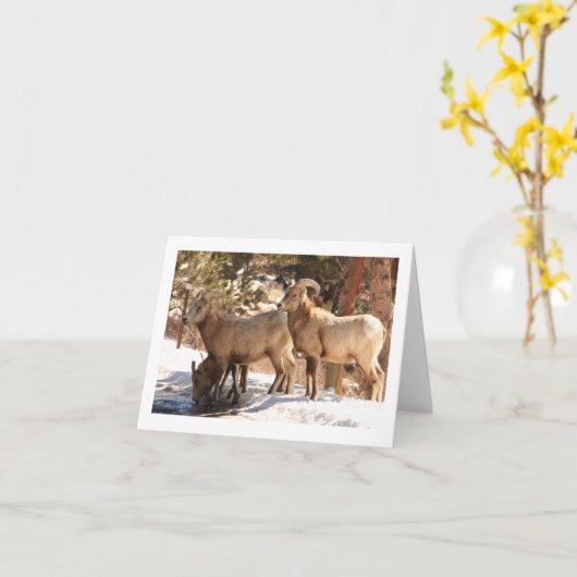 Bighorn Sheep Notecard Kaart (Gele Bloem)