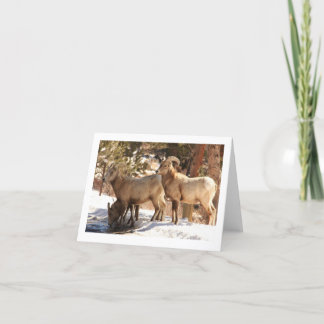 Bighorn Sheep Notecard Kaart