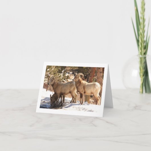 Bighorn Sheep Notecard Kaart (Voorkant)